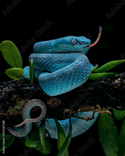 Trimeresurus insularis or Blue Insularis is venomous pit vipers and endemic species in Indonesia.  photo