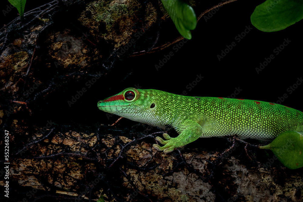 Fototapeta premium Madagascar Day Gecko (Phelsuma grandis) on tree branch.