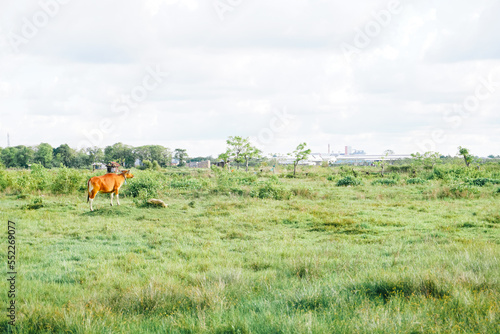 Cows in the grass fields on the outskirts of town. With copy space
