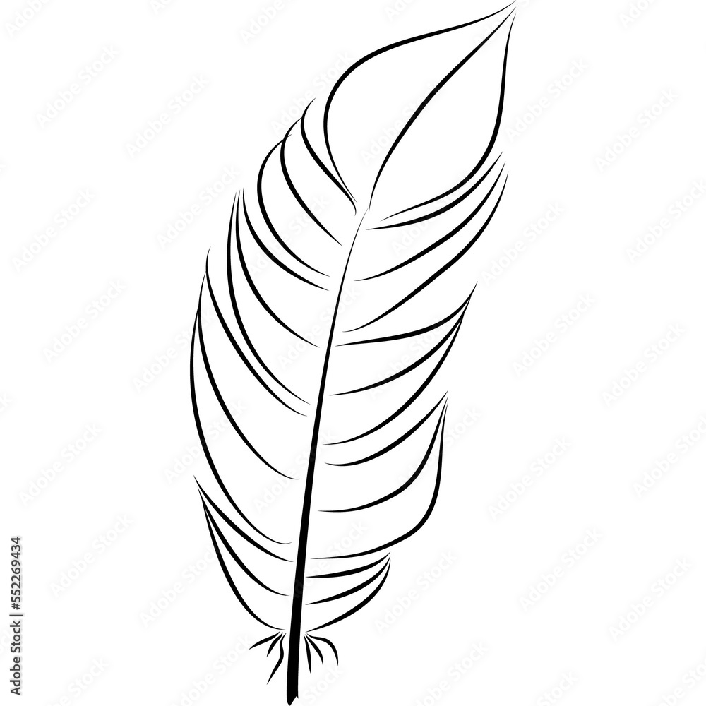 Fototapeta premium feather illustration, drawing, engraving, ink line art
