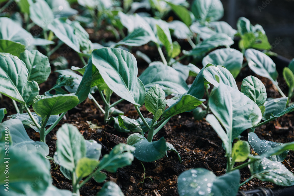 female farmer working early on farm holding wood basket of fresh vegetables and tablet..