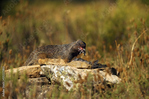 The Egyptian mongoose (Herpestes ichneumon), also known as ichneumon, mongoose with prey. The mongoose eats the remains of a pigeon in the yellow grass. photo