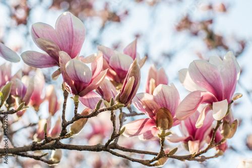 Magnolia bloomed against the sky. beautiful flowers pink flowers magnolia background. The beginning of spring.