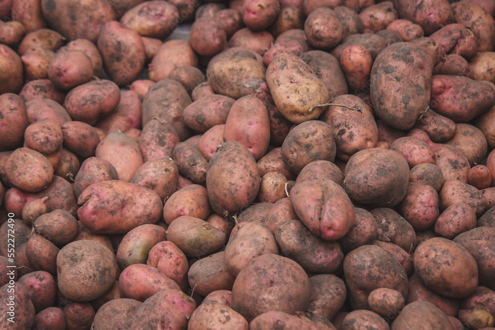 Freshly picked potatoes. Harvest on the farm.