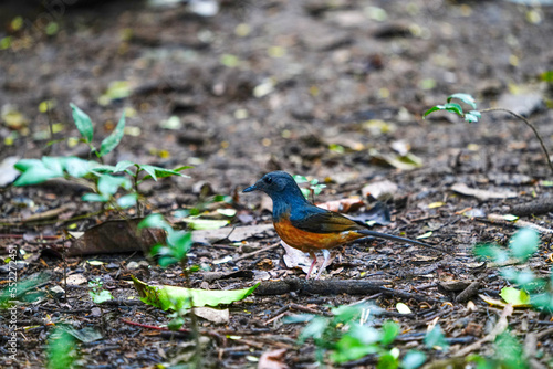 Beautiful birds in the tropical forest at Khao Phanoen Thung, Phetchaburi, Thailand photo