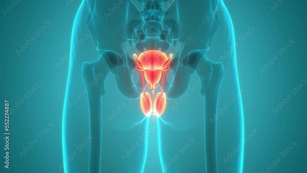 Reproductive Animation Male Reproductive System Anatomy Animation Concept Stock Video | Adobe ...