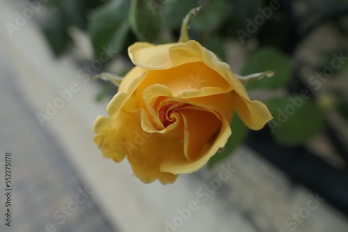 yellow rose in the garden