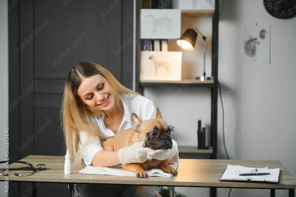 medicine, pet care and people concept - close up of french bulldog dog and veterinarian doctor hand at vet clinic medicine, pet care and people concept - close up of french bulldog dog and veterinarian doctor hand at vet clinic