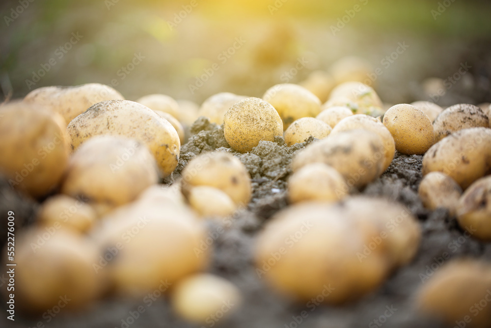 Close up of fresh organic potatoes in the field, agriculture concept Close up of fresh organic potatoes in the field, agriculture concept
