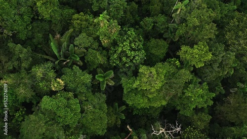 Aerial top down view of a tropical forest canopy showing the rich biodiversity in trees and palm trees in the Amazon rainforest canopy 