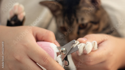 
cut cat nails