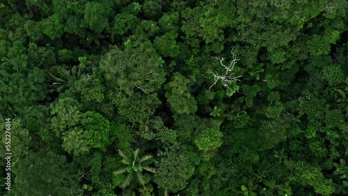 Rich green nature background of an tropical forest in the Amazon of Ecuador seen from above