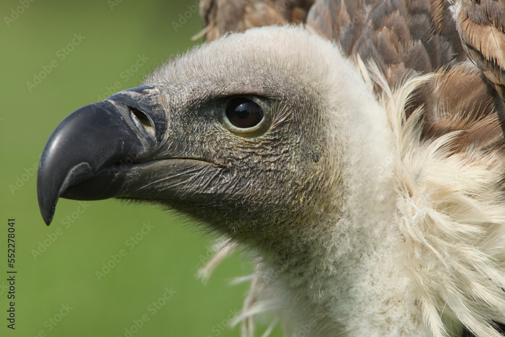 A portrait of a White-backed Vulture against a green background
A portrait of a White-backed Vulture against a green background
