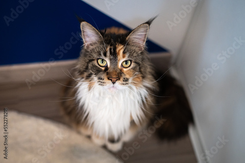 Portrait de chat maincoon en intérieur 