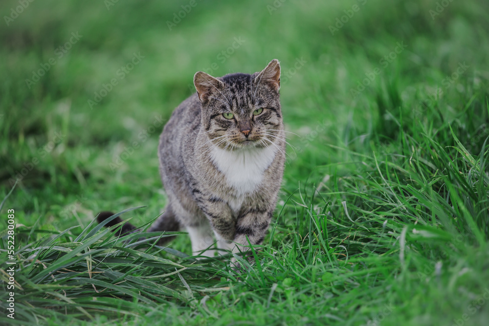 Cat with green eyes walking on the grass