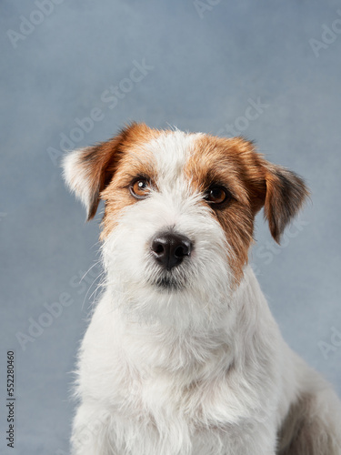 beautiful portrait of wirehaired jack russell terrier. Dog on blue texture background in studio