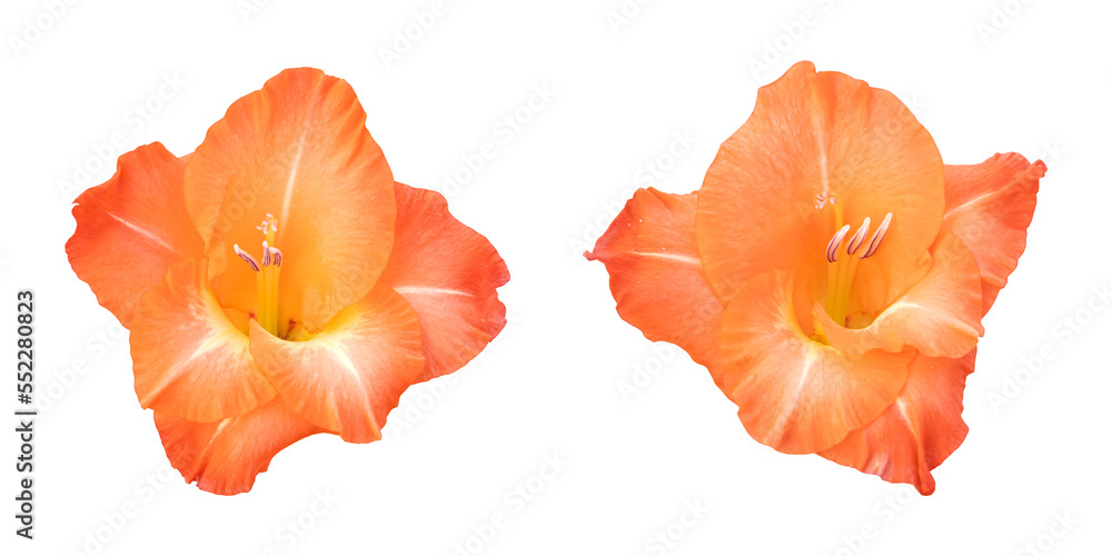 Orange gladiolus flowers isolated on transparent background Orange gladiolus flowers isolated on transparent background