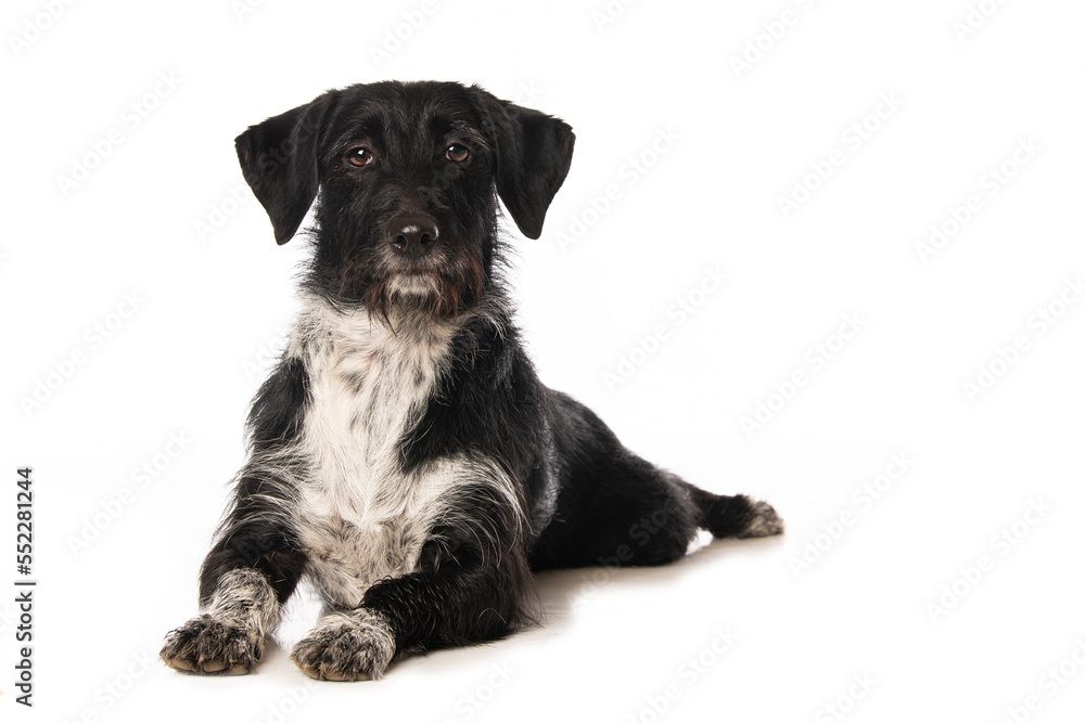 Cute cross breed dog isolated on white