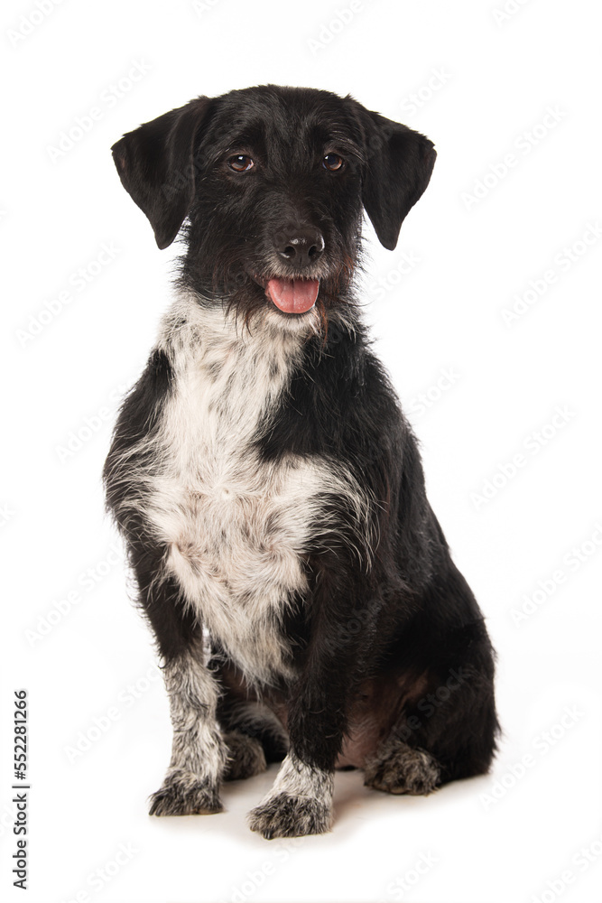 Cute cross breed dog isolated on white