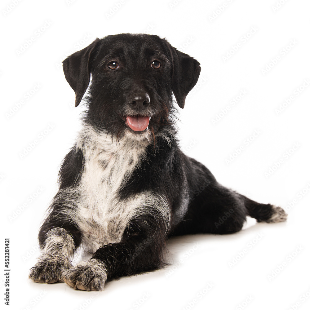 Cute cross breed dog isolated on white Cute cross breed dog isolated on white