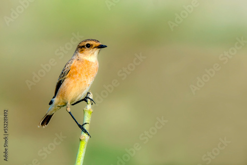 small bird in natural green blur background, bird on the branch,  The Siberian stonechat or Asian stonechat 