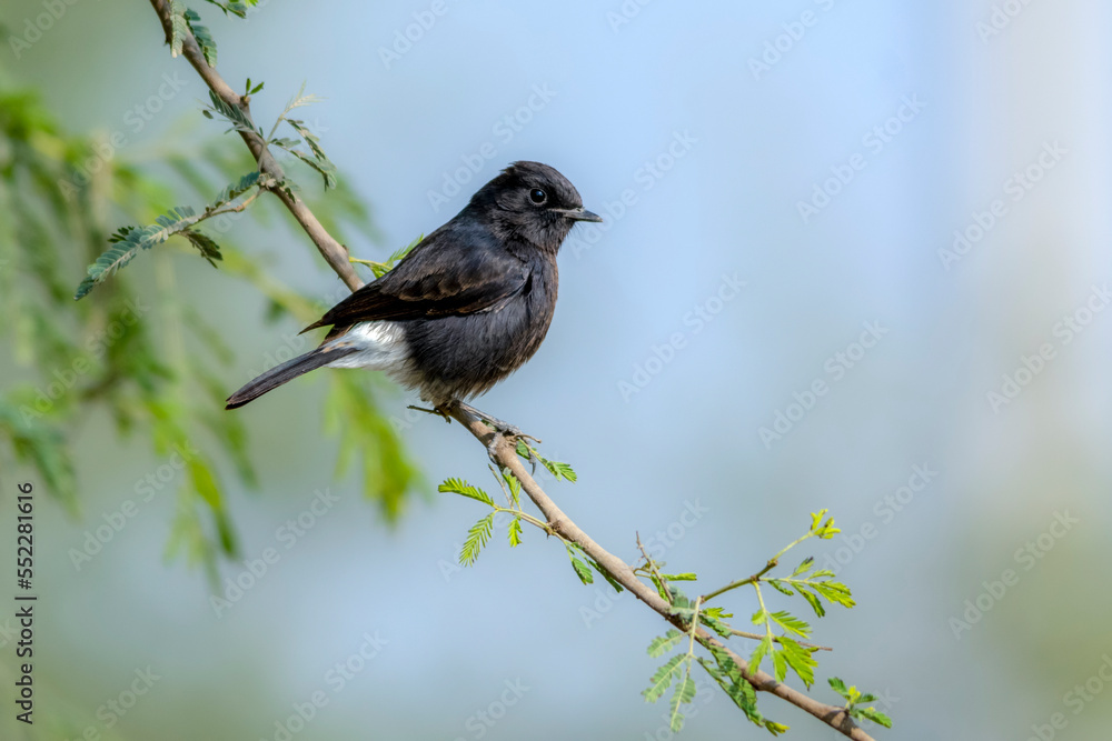 beautiful bird on the branch in blur green background, The pied bush chat is a small passerine bird beautiful bird on the branch in blur green background, The pied bush chat is a small passerine bird
