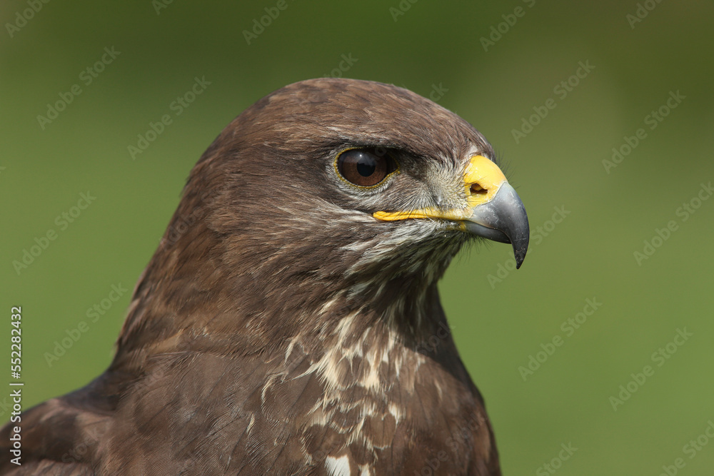 Portrait of a Common Buzzard
