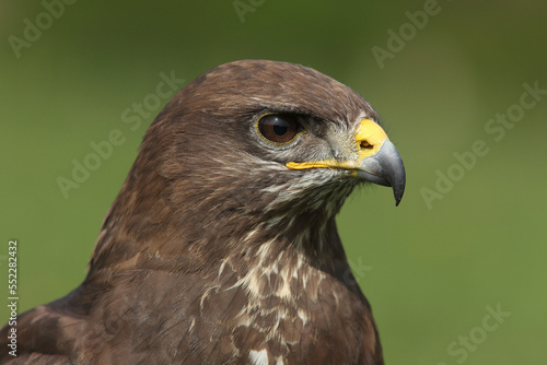 Portrait of a Common Buzzard 