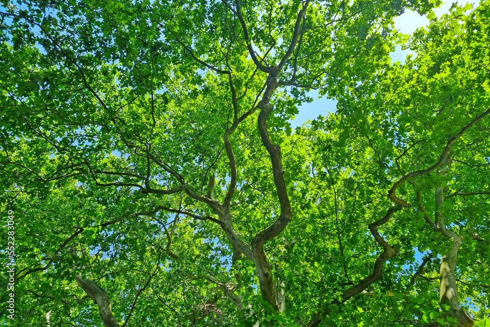 Fototapeta premium Branches of a green tree against a blue sky.