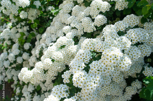 White spiraea meadowsweets bush in bloom. Buds and white flowers of germander meadowsweet. Delicate background with small white flowers