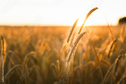 Valokuvatapetti Wheat spikelets in field at sunrise