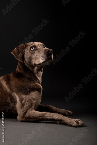 Louisiana Catahoula Leopard dog