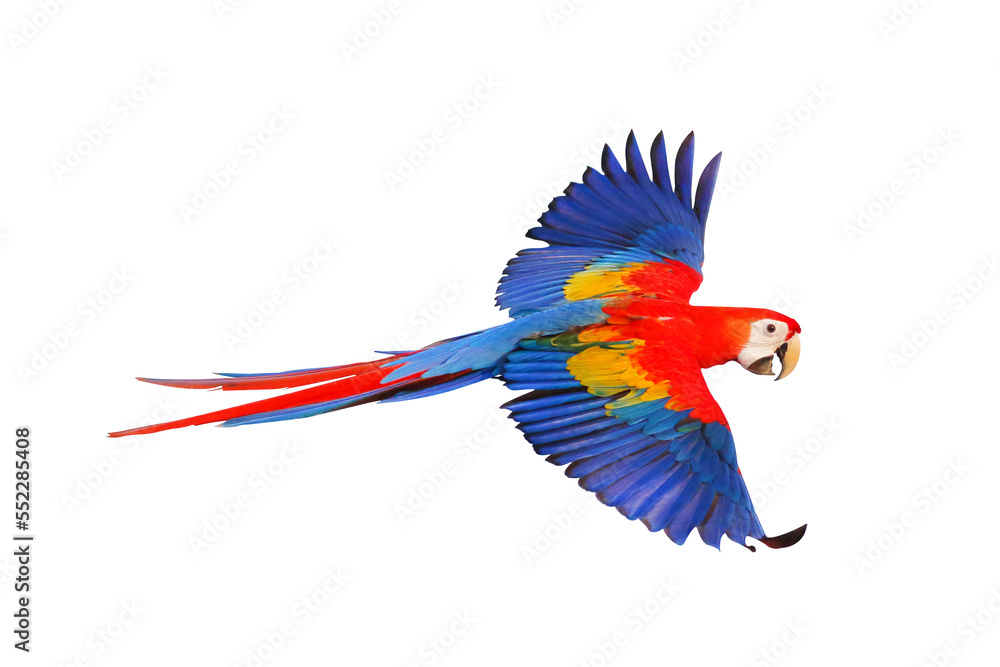 Scarlet macaw parrot flying isolated on transparent background.