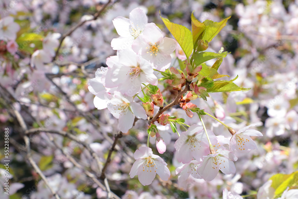 Close-up of a cherry blossom branch in the garden in the spring. The background of nature and spring. Close-up of a cherry blossom branch in the garden in the spring. The background of nature and spring.