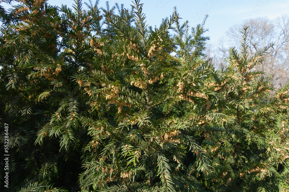 European yew with male cones in March European yew with male cones in March