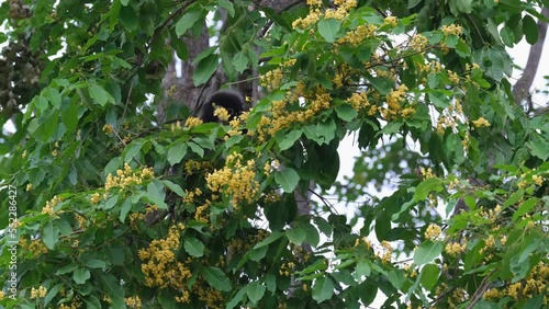 Feeding on flowers deep into the foliage, Dusky Leaf Monkey Trachypithecus obscurus, Thailand photo