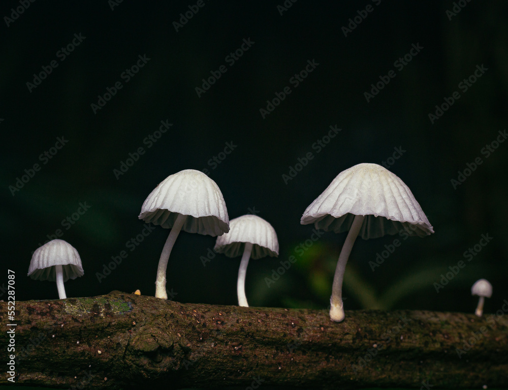 Fototapeta premium mushrooms in the forest of white color