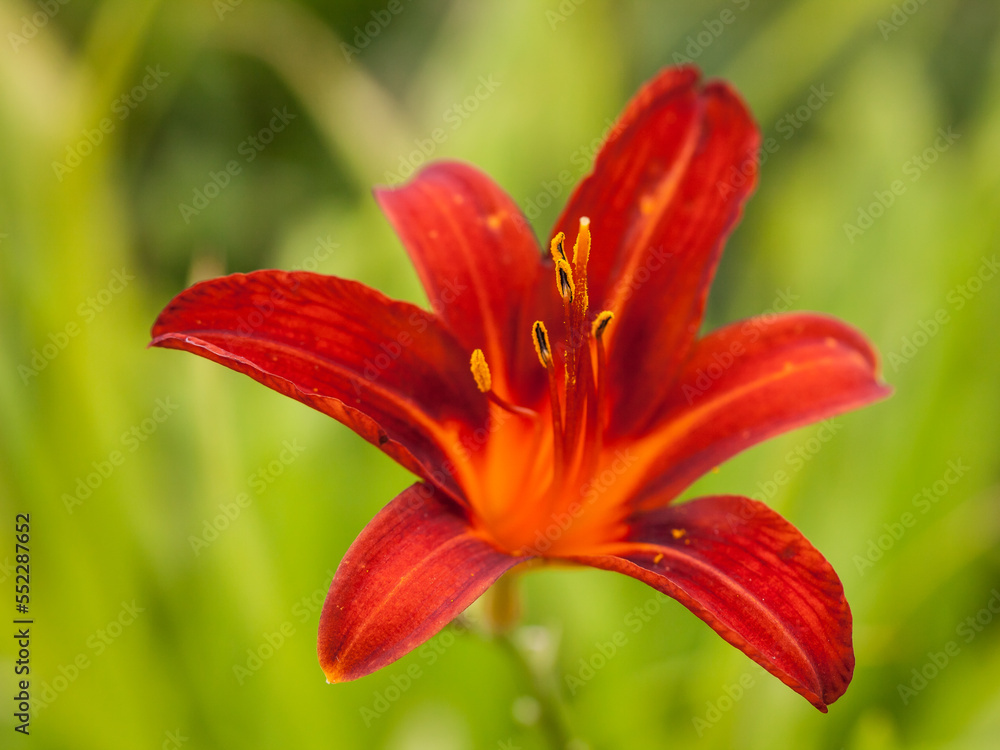 Fototapeta premium red lily flower closeup