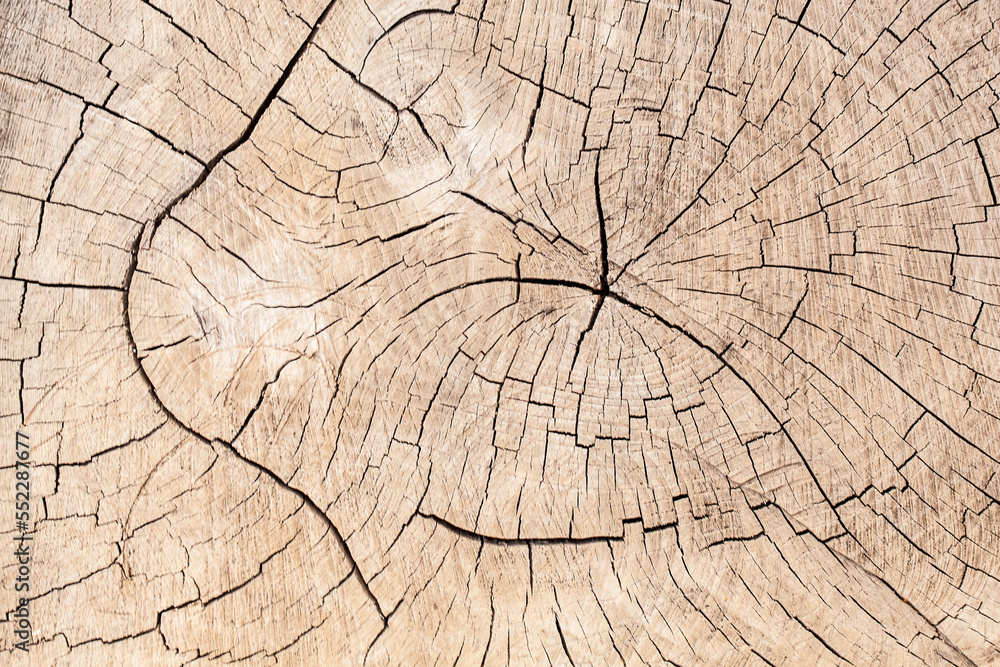 Fototapeta premium tree texture