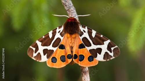 butterfly on a branch - garden tiger moth, great tiger moth (Arctia caja) photo