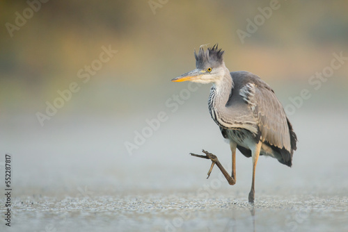 great blue heron ardea cinerea © LIMARIO