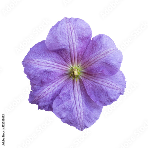 beautiful purple clematis isolated on white background. Close up. © Mihai