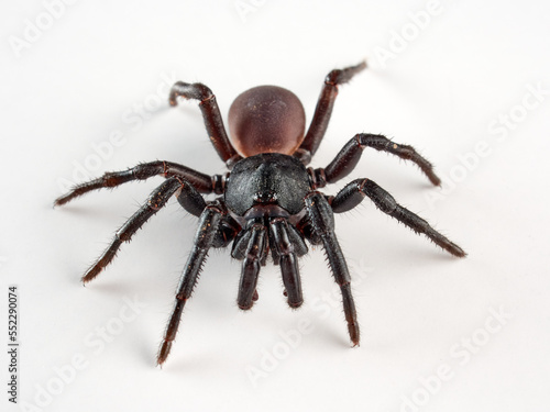 Black spider on a white background. Halonoproctid trapdoor spiders. Genus Ummidia