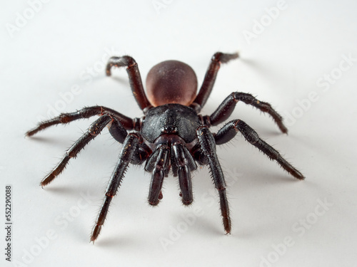 Black spider on a white background. Halonoproctid trapdoor spiders. Genus Ummidia