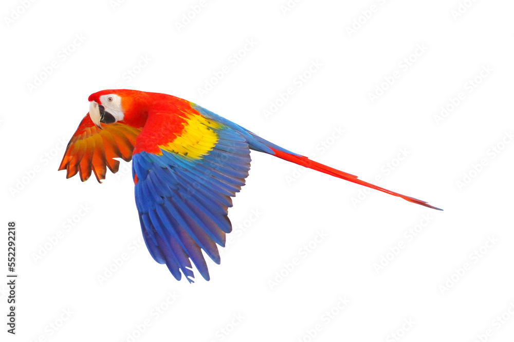 Scarlet macaw parrot flying isolated on transparent background.