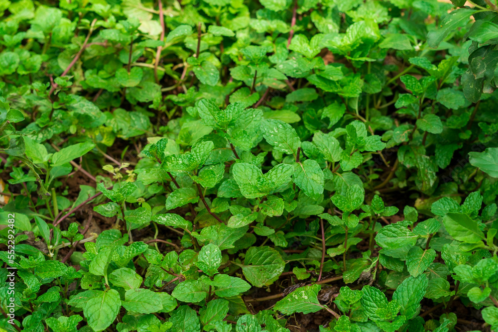 Fresh Spearmint Leaves Mint, peppermint close up Fresh Spearmint Leaves Mint, peppermint close up