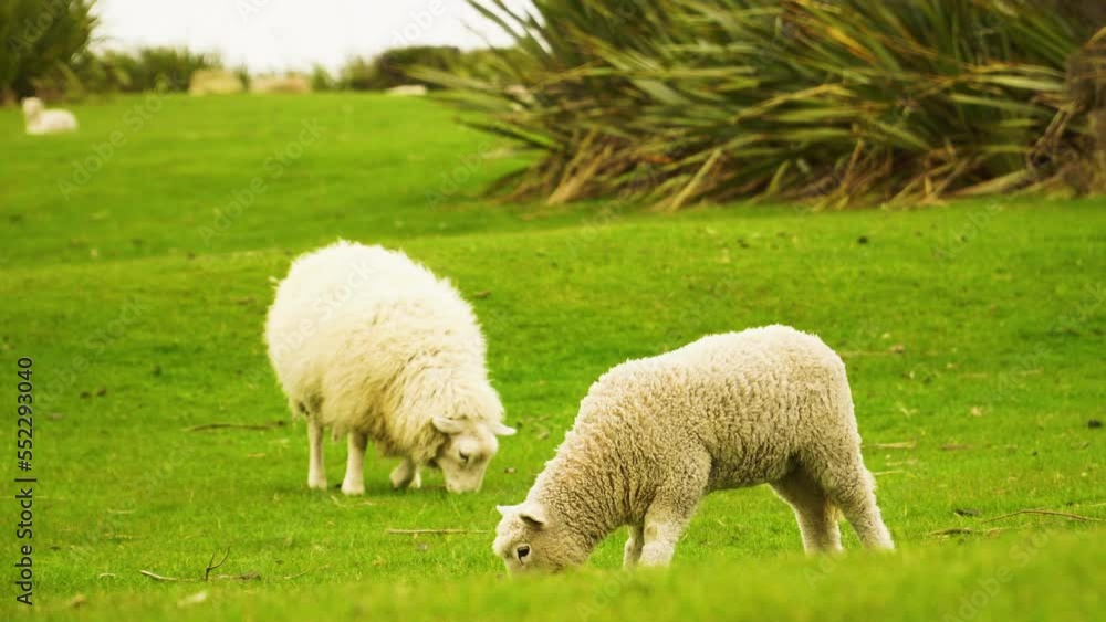 Two Borderdale Sheep Feeding on Green Grass Field in New Zealand Two Borderdale Sheep Feeding on Green Grass Field in New Zealand