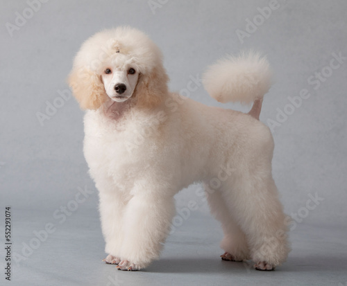 young standard poodle standing in grey background