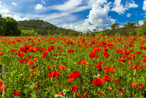 Un champ magnifique de fleurs de Coquelicots rouge dans le Var au Printemps, on devine des collines verdoyantes au  loin.