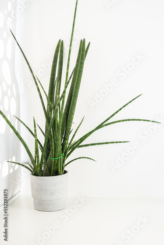 Sansevieria cylindrical against the background of the shadow pattern.